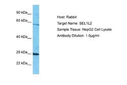 SEL1L2 Rabbit anti-Human, Polyclonal, Novus Biologicals 0.1 mL | Buy Online | Novus Biologicals | Fisher Scientific